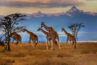 Kenya