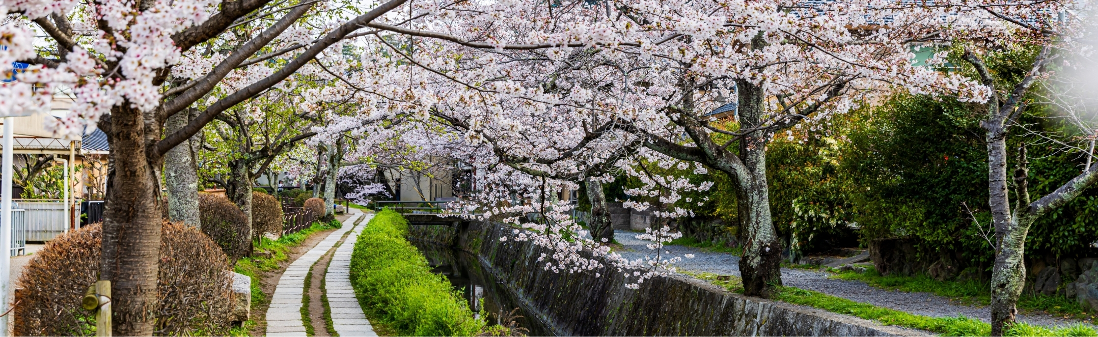 A canopy of cherry trees along the Philosopher's Path in Kyoto, Japan.