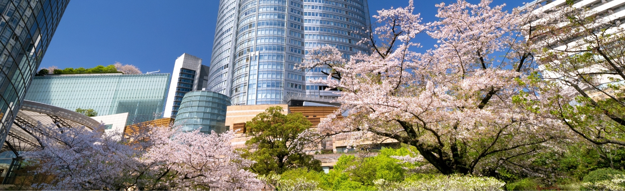 Cherry blossoms in full bloom at Mori Garden in Roppongi Hills, Tokyo, Japan.
