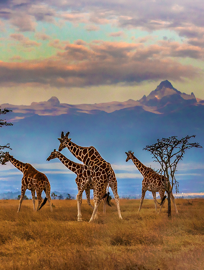 Discover Kenya