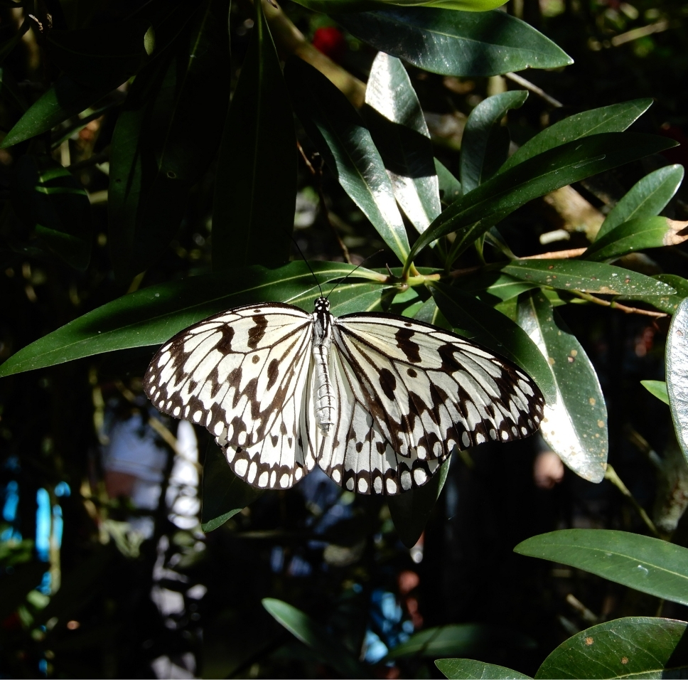 Best of Penang’s North Coast