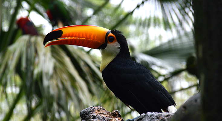 Places Where You Can Spot Wildlife in Singapore