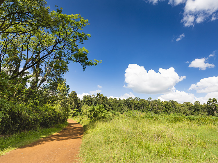  Karura Forest Reserve