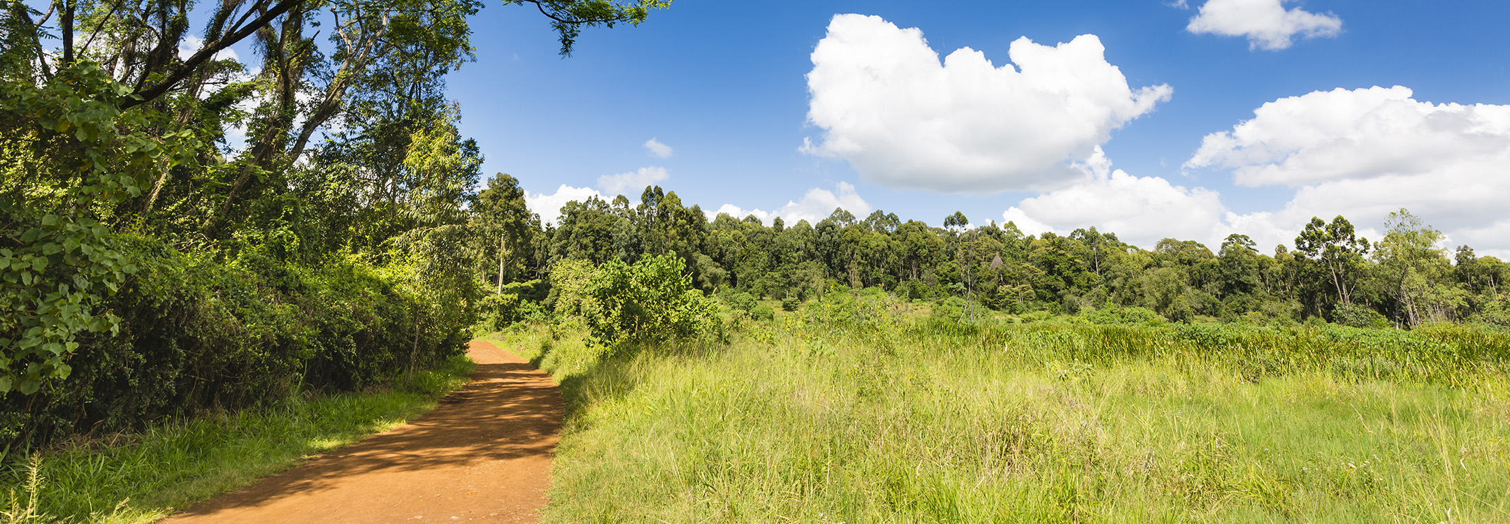  Karura Forest Reserve