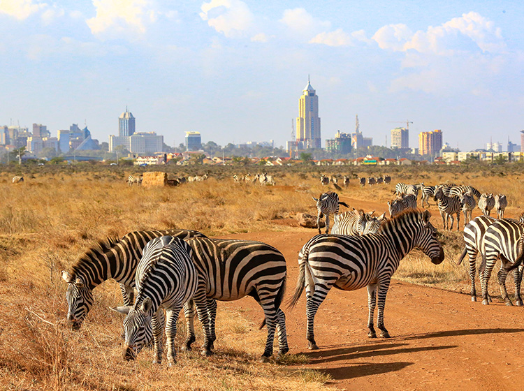 Zebras grazing at the Nairobi National Park
