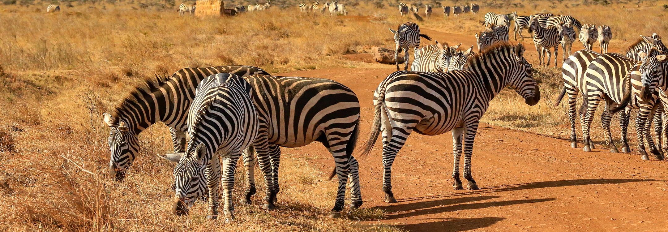 Zebras grazing at the Nairobi National Park