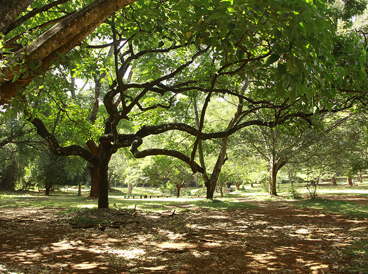 Nairobi Arboretum