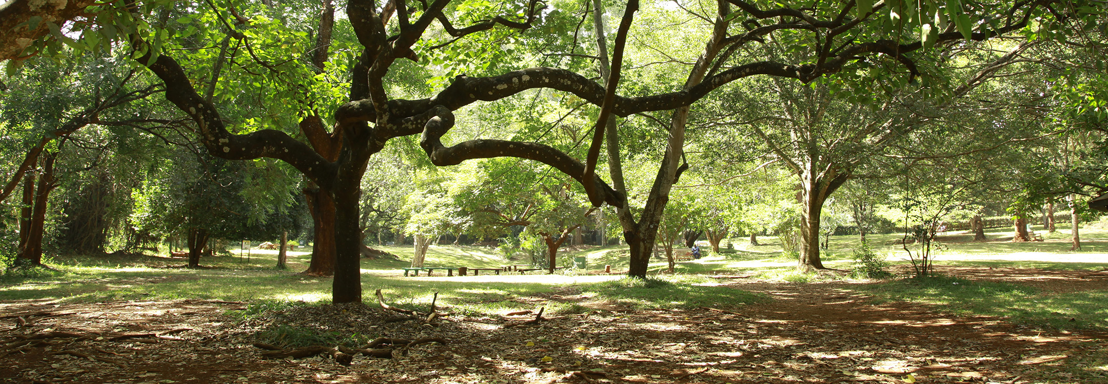 Nairobi Arboretum
