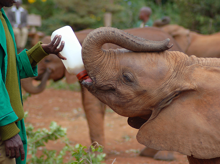 feeding baby elephant