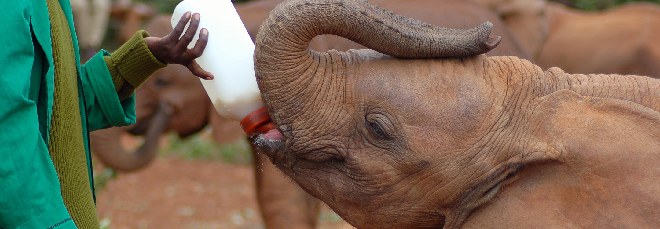 feeding baby elephant