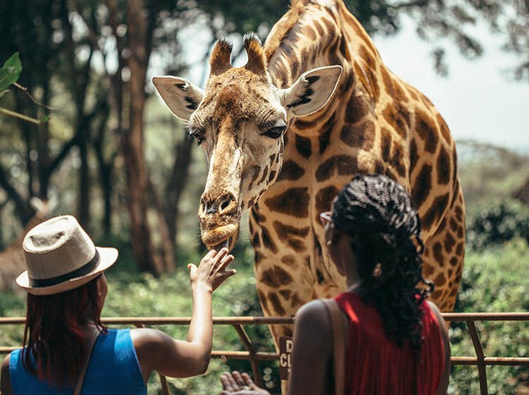 Giraffe Feedings