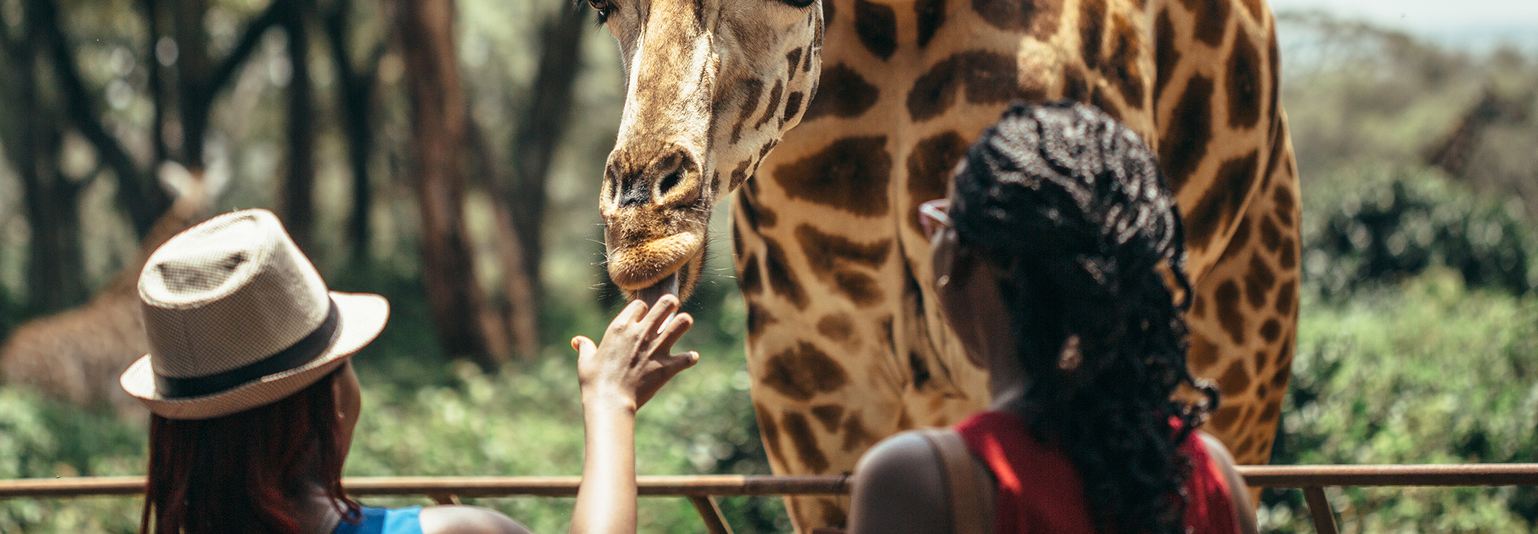 Giraffe Feedings