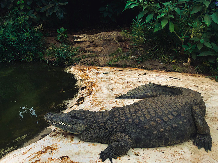 Crocodile Resting at Mamba Village