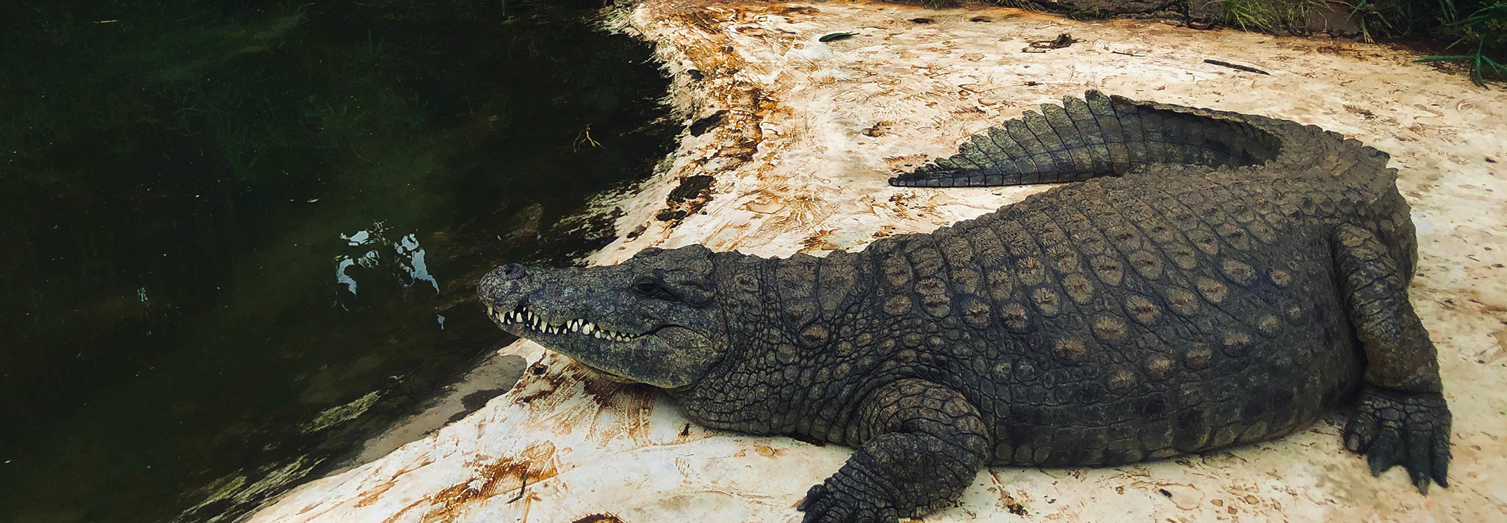 Crocodile Resting at Mamba Village