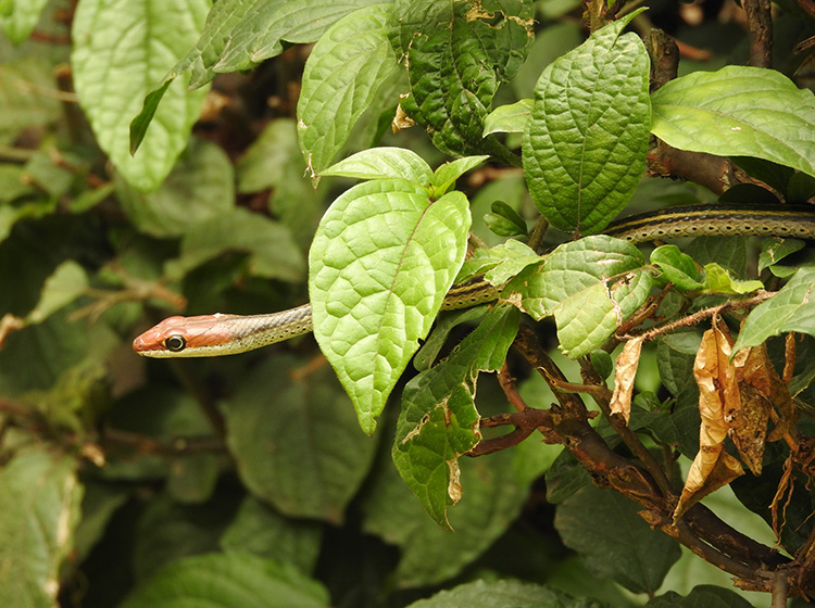 Snake spotted among bushes