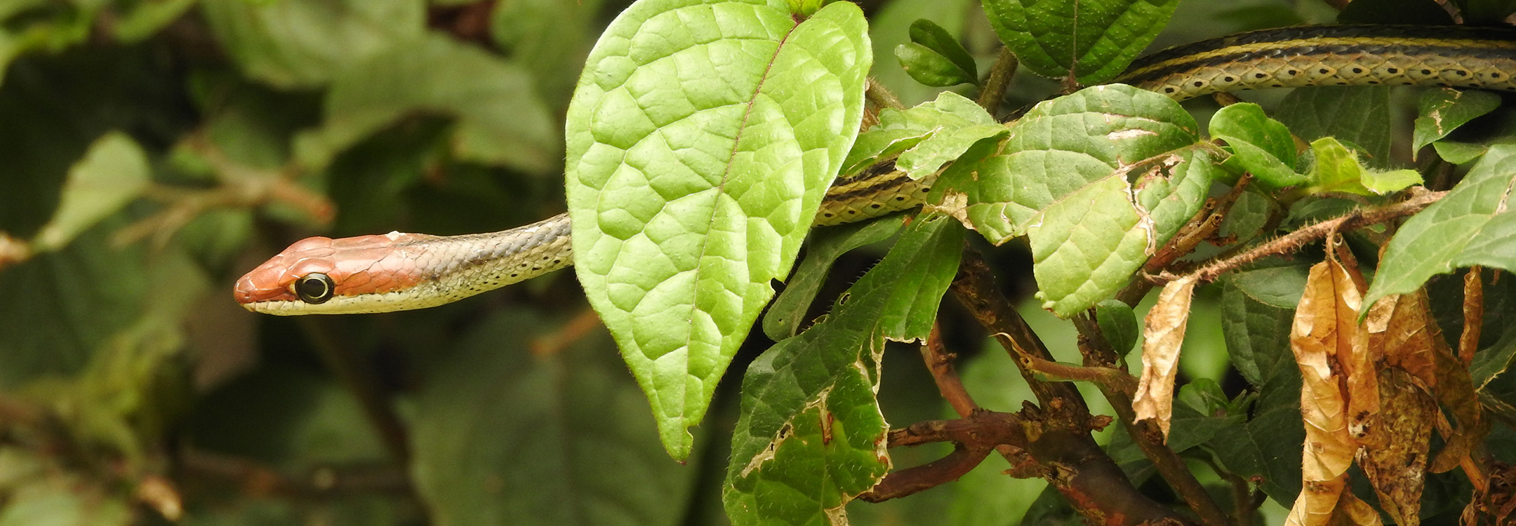 Snake spotted among bushes
