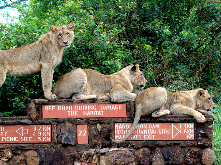 three female lions