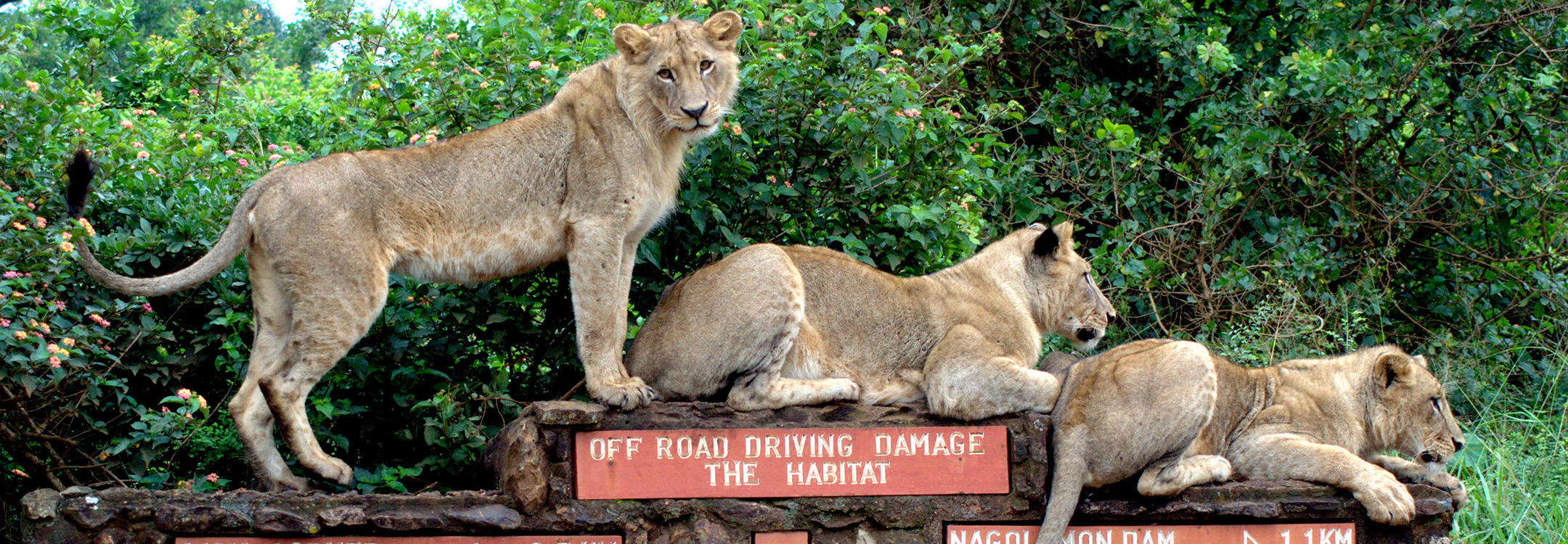 three female lions