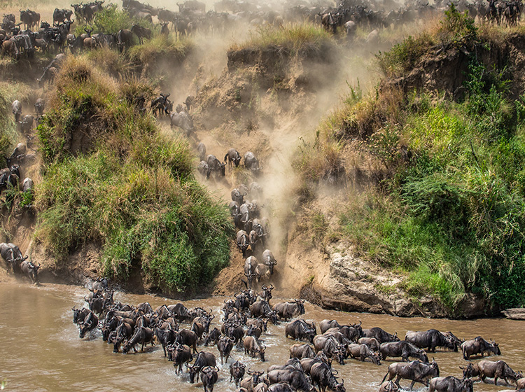 Wildebeests crossing a river