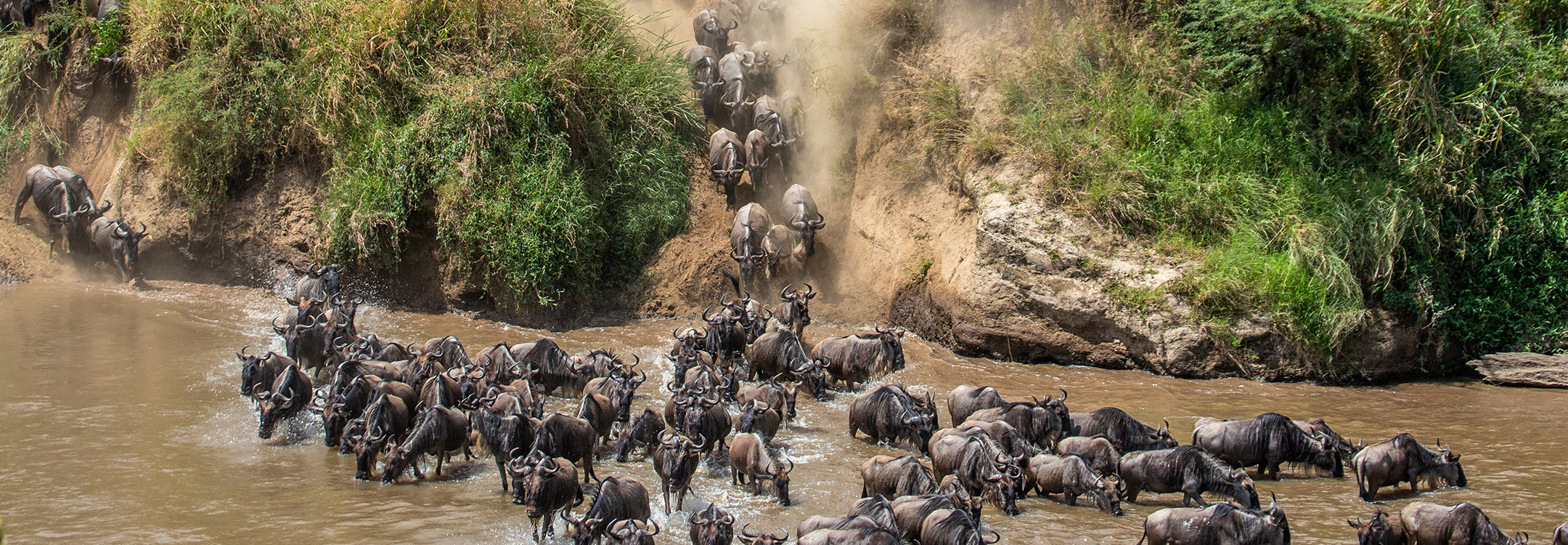 Wildebeests crossing a river