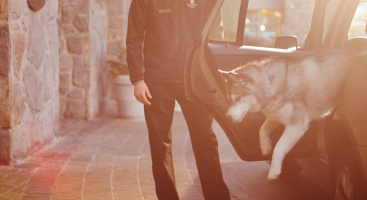 How to Enjoy a Dog-Friendly Holiday in Whistler