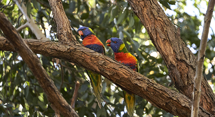 Top Things To Do Near Monash University