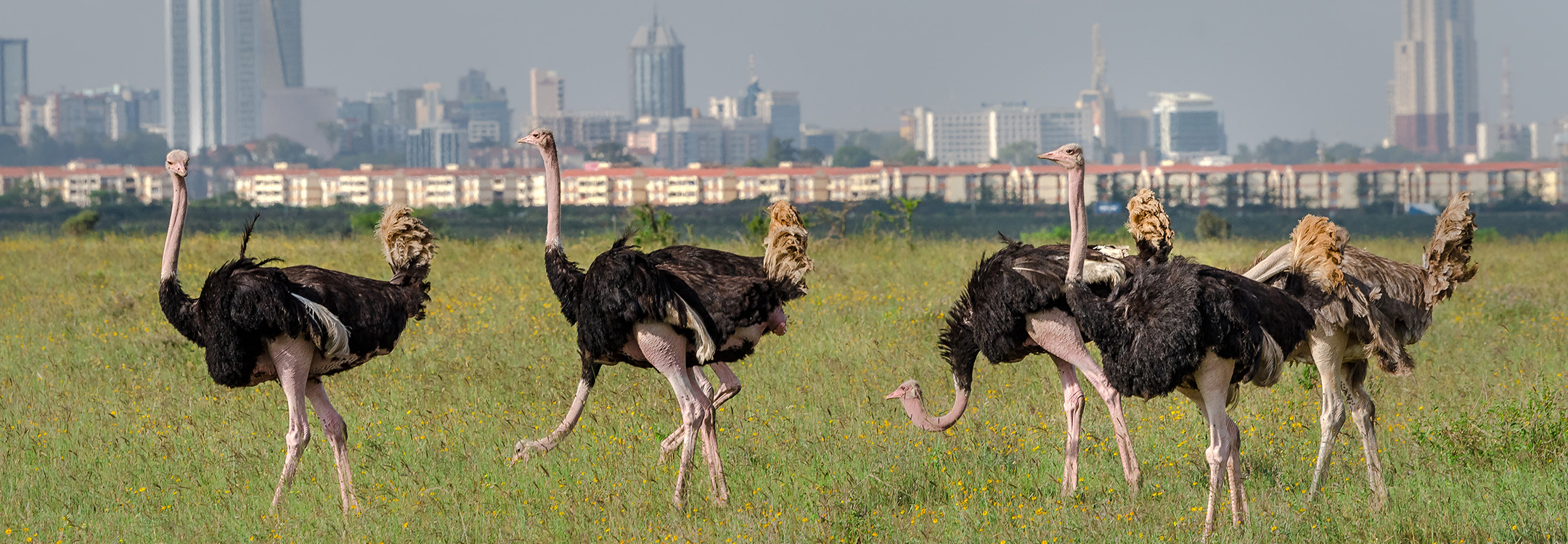 Ostrich sighting in Nairobi Safari