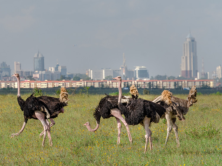 Ostrich sighting in Nairobi Safari