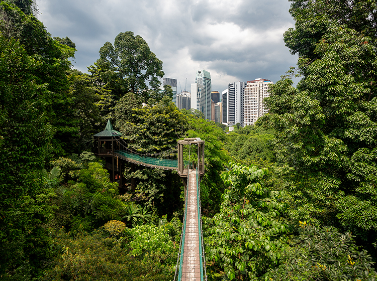Kuala Lumpur Forest Eco Park