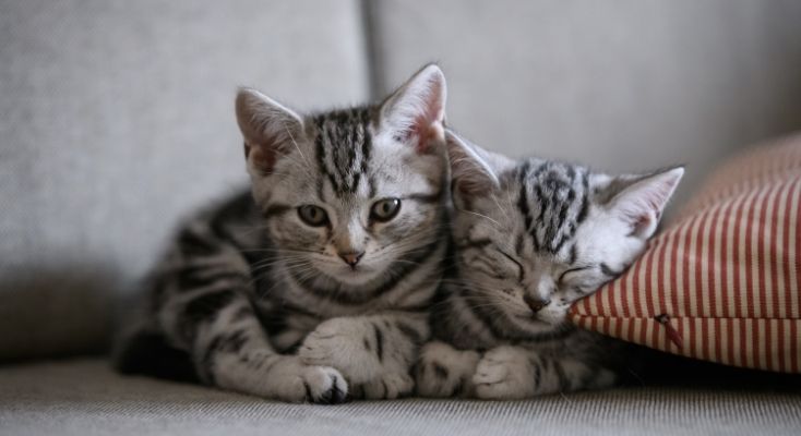 シドニー・キャット・ラバーズ・フェスティバル