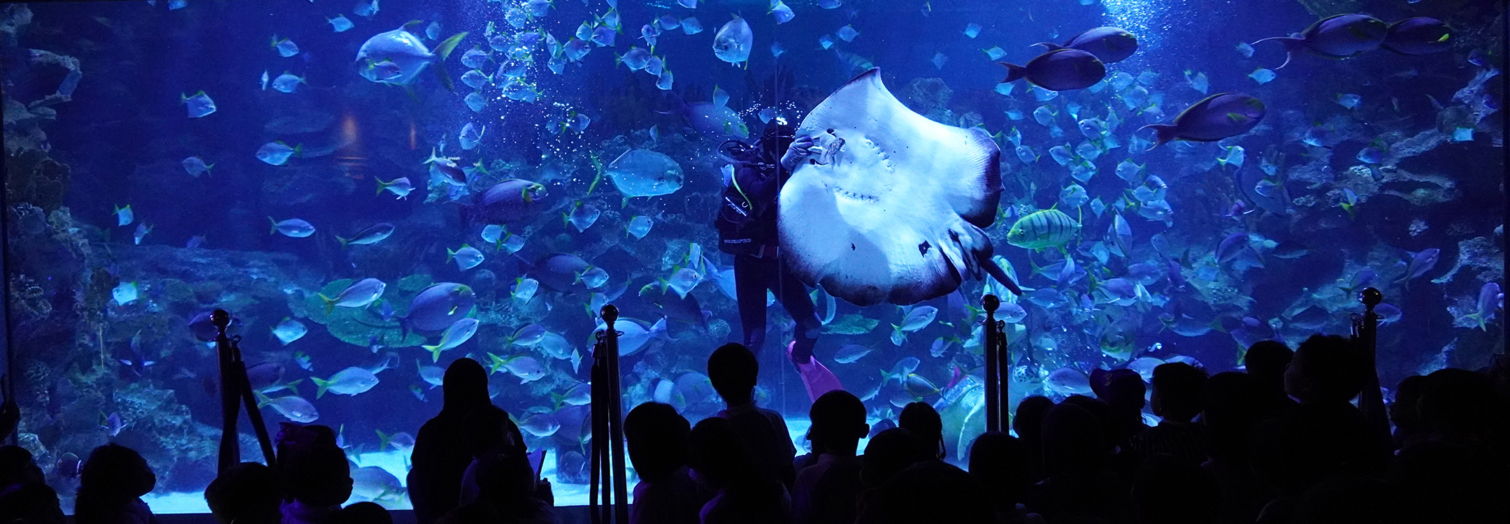 stingray feeding by scuba diver